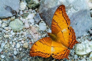 Orange butterfly on rocks